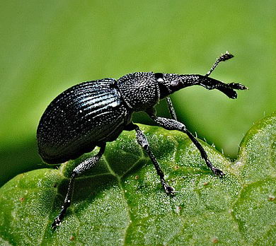 kleine schwarze käfer 1 mm